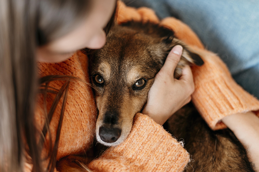 seguro de mascotas dentro de tu seguro de hogar