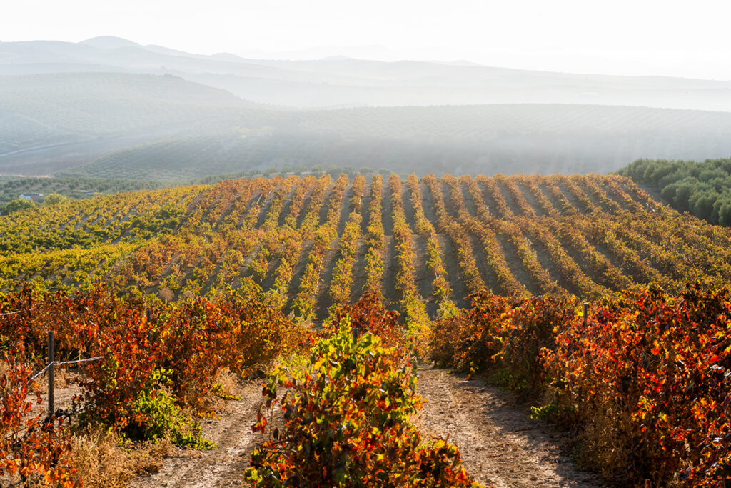 seguro de cultivos de uva de vino viñedos